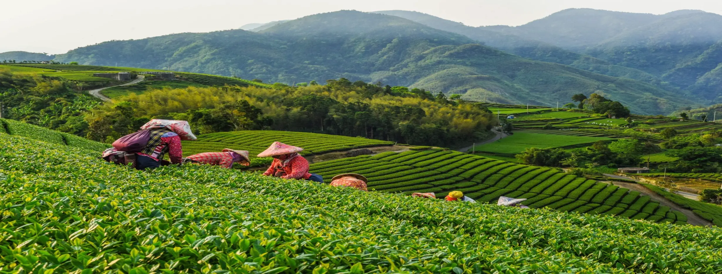 Image for Tea Plantation